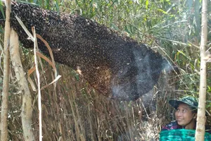 Trưng bày tổ ong mật 'khủng' nhất U Minh Hạ tại sự kiện Hương rừng U Minh