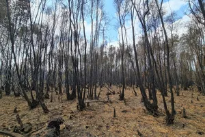 Vụ cháy rừng Cà Mau: Qua giai đoạn nguy hiểm, giảm lực lượng túc trực