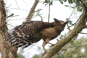 Từ hôm nay, Cà Mau nói không với sử dụng động vật hoang dã trái phép