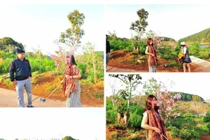 Thực hư chuyện bẻ hoa anh đào của nữ du khách ở Đà Lạt