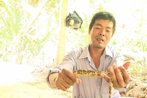Người dân cù lao Minh bắt được lươn rằn ri kỳ lạ
