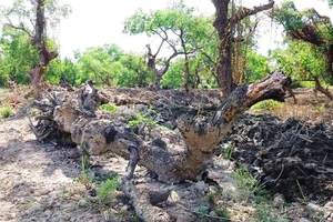 Rừng bần trăm tuổi bị đào, phá nham nhở