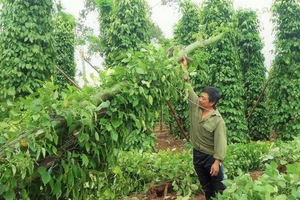 Gia Lai: Hàng ngàn trụ tiêu ngã đổ do lốc xoáy
