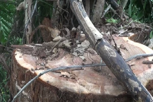 7 người cưa trộm cây thủy tùng hơn 500 tuổi