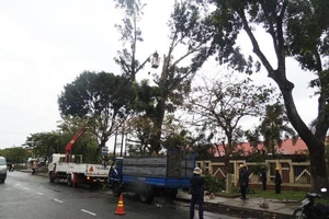 Bến Tre: Cắt ngọn cổ thụ đề phòng gãy đổ trong bão16
