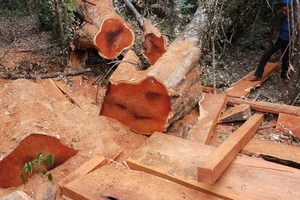 Gỗ rừng Vườn quốc gia Yok Đôn lại bị đốn hạ