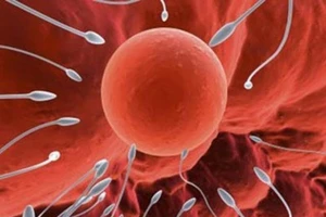 Vợ chồng hiếm muộn nên ăn gì dễ thụ thai?