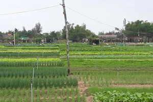 Về Trà Quế, quay phía nào cũng thấy nồng nàn