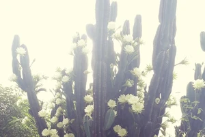 Trầm trồ cây xương rồng 30 năm tuổi trổ kín hoa