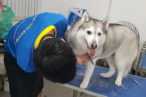 Dịch vụ lưu trú cho thú cưng những ngày Tết tại TP.HCM lên đến nửa triệu đồng mỗi ngày với phòng VIP. Ảnh: NVCC.