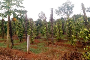 Thống đốc Ngân hàng nhà nước vào Gia Lai giải cứu hồ tiêu