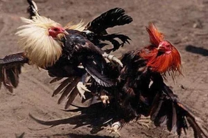 Truy bắt nhóm người bịt mặt xông vào nhà chém chết người