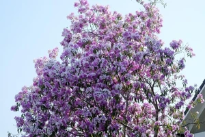 Cây hoa bằng lăng rừng 'giá bao nhiêu cũng không bán'