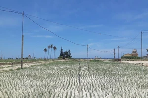 Cái nắng gây thương nhớ - đặc sản đặc biệt của Lý Sơn 