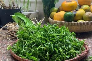 'Chợt thèm rau đắng nấu canh...'