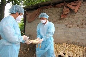 Thủ tướng chỉ đạo khẩn cấp phòng, chống dịch cúm gia cầm