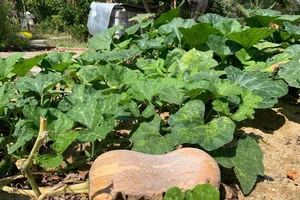 Bí ngô, món ngon vườn nhà trồng được