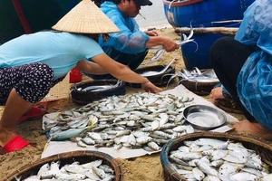 Nhớ bến sông, nhớ những 'bà rẩu' bán cá siêu liều ở quê 