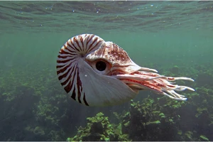 Các loại robot lấy cảm hứng từ động vật