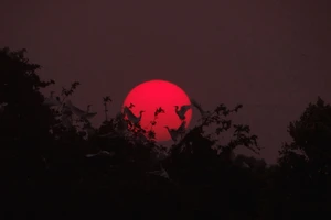 Cò về Sài Gòn ngỡ cảnh ở tràm chim