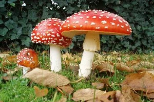 Độc tố của nấm tồn tại rất lâu
