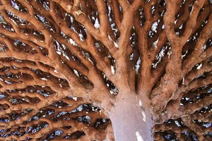 Đảo Socotra với những loài cây lạ