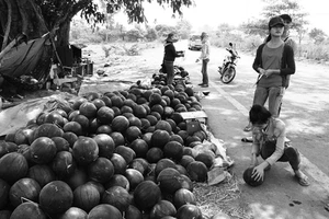 Người nông dân cô đơn trên mảnh ruộng