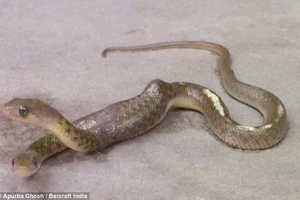 Rắn hai đầu xuất hiện ở Ấn Độ