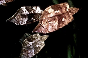 Cận cảnh những chiếc lá khô biết ăn thịt