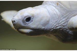 Chùm ảnh rùa bạch tạng kỳ dị tuyệt đẹp