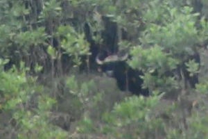 Quảng Nam xuất hiện Bò tót 