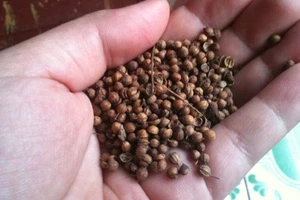 Hạt mùi khô tăng giá, cháy hàng vì bệnh sởi bùng phát