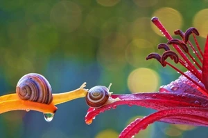 Ngỡ ngàng với thế giới huyền ảo của ốc sên