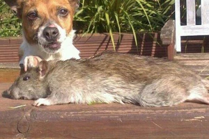 "Vua diệt chuột" sốc nặng vì chuột to gần bằng con chó nhà