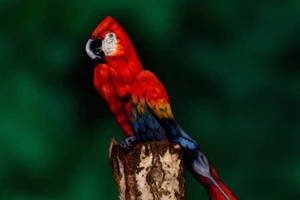 Độc đáo nghệ sĩ biến người thành vẹt