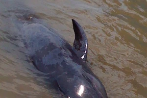 Đưa con cá voi nặng 1,5 tạ trở về biển khơi