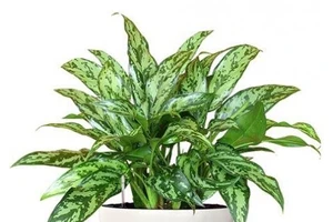 Cẩn trọng với cây cảnh trong nhà