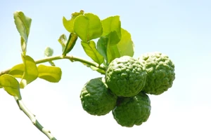 Cây sắp tuyệt chủng hồi sinh giúp nông dân Bảy Núi hốt bạc 