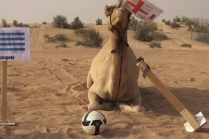 "Tiên tri" lạc đà tìm được đội thắng ở trận sinh tử Uruquay-Anh