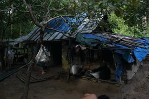 Cuộc sống giữa rừng sâu núi thẳm