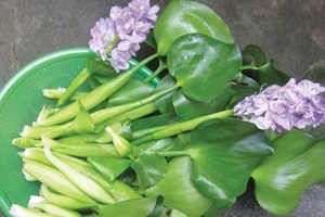 Lục bình trong ẩm thực miền Tây