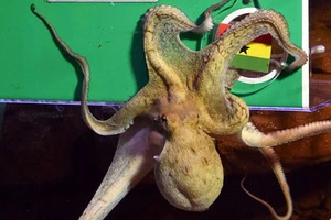 Điểm danh các "tiên tri" dự đoán World Cup trên khắp thế giới