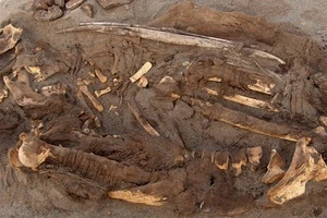 Peru: Tìm thấy 150 xác ướp thuộc nền văn minh lạ ở sa mạc