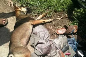 Công an dùng ô tô truy bắt hai “cẩu tặc“