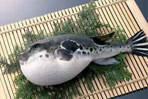 Chỉ xuất khẩu cá nóc thành phẩm sang Hàn Quốc