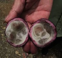 Quả dại khiến ba trẻ tử vong là hồng trâu