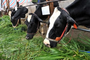 Nuôi bò mang sữa tưới gốc cao su