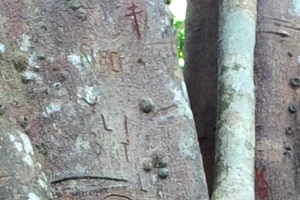 Cây đa di sản hay cây đa tình yêu?