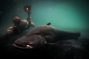 Những loài cá nước ngọt có kích thước “khủng” nhất thế giới