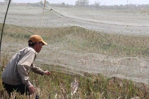 Kiếm tiền triệu mỗi ngày nhờ săn... châu chấu